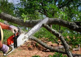 How Our Tree Care Process Works  in  Whiteville, TN